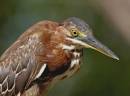 Heron_and_such_ALP_2006_Nassau_Bahamas_0235.jpg