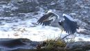 Heron_wings_spread_800.jpg