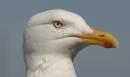 Herring-Gull-_004_.jpg