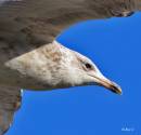 Herring_Gull1.jpg