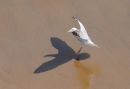Herring_Gull_Larus_argentatus_.jpg