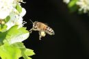 Honey_Bee_Apis_Mellifera_6-5-2020_.jpg