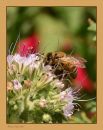 Honey_Bee_N_D_600_Sig_105_HH_RF_062616_9901.jpg