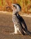 Hornbill_3.JPG