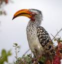 Hornbill_8.JPG
