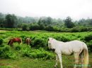 Horse5.JPG