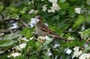 House_Sparrow_Passer_Domesticus_16-5-2020_1.jpg