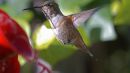Humingbird-DSC3502s.jpg