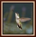 Hummer_Female_up_up_72608_bf.jpg