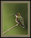 Hummer_N_D_600_Sigma_150_600_C_052916_9116.jpg