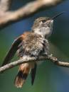 Hummers.jpg