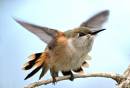 Hummers_2142.jpg