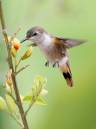 Hummers_4702.jpg