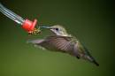 Humming.jpg
