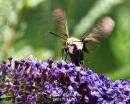 Hummingbird_Moth_Front_Cr_Sm.jpg