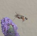 Hummingbirdhawkmothgallery.jpg