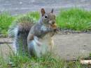 Hungry_Squirrel.jpg