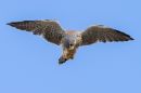 Hunting_Kestral.jpg