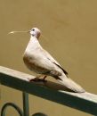 IMG_0020b.jpg