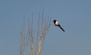 IMG_00692.jpg
