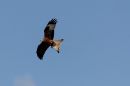 IMG_0071-001.jpg