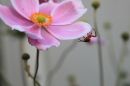IMG_0081.jpg