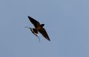 IMG_0089-003.jpg