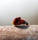 IMG_0162_ladybirds_mating_1_edited_Medium_.jpg