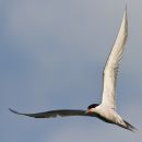 IMG_0245.jpg