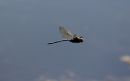 IMG_0303-001.jpg