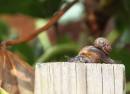 IMG_0451a.jpg