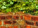 IMG_0478-01.jpeg