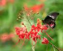 IMG_0639s_butterfly.jpg