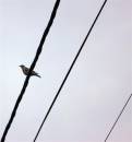 IMG_0881_Medium_.JPG
