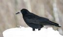 IMG_0899a1.jpg
