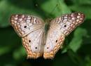 IMG_0908_butterfly.jpg