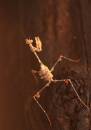 IMG_0909_prayingmantis.jpg