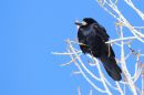 IMG_0927a.jpg