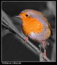 IMG_1065-01_robin_cafe.jpg