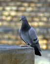 IMG_1069c.jpg