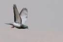 IMG_1103b_filtered.jpg