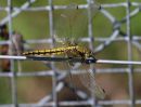 IMG_1140.JPG