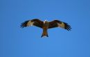 IMG_1299-001.jpg