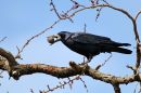 IMG_1300a.jpg