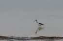 IMG_1403b.jpg
