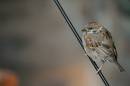 IMG_1462-1.JPG