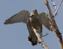 IMG_1472R.jpg