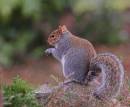 IMG_1477-01_Squirrel_cafe.jpg