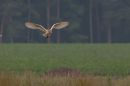 IMG_1622A.jpg
