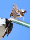 IMG_1711a1.jpg
